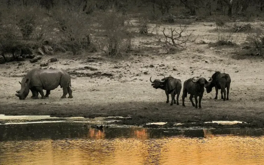 How to Choose a Wildlife Conservation Training Program?