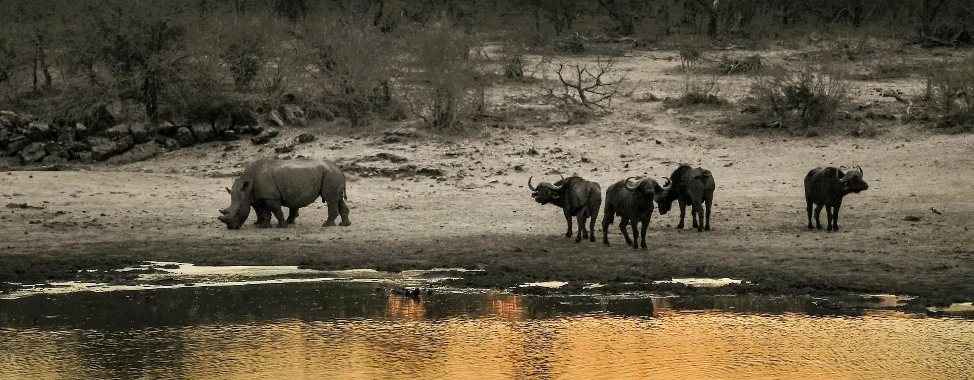 How to Choose a Wildlife Conservation Training Program?