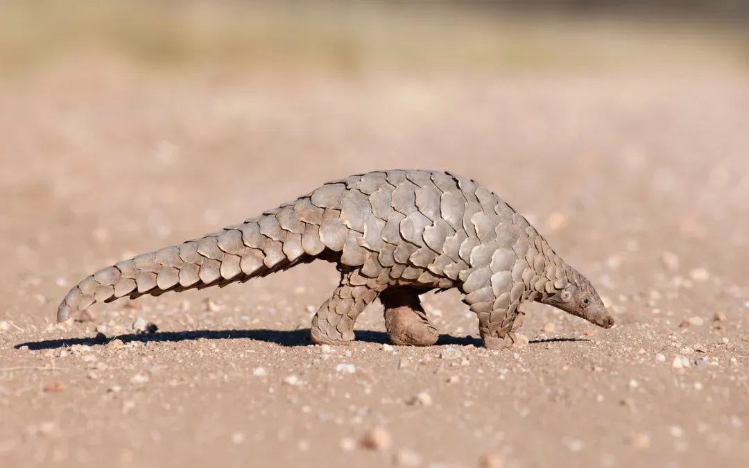 Walking with Conservation Heroes: The Story of Pangolins and the Role of Wildlife Conservation