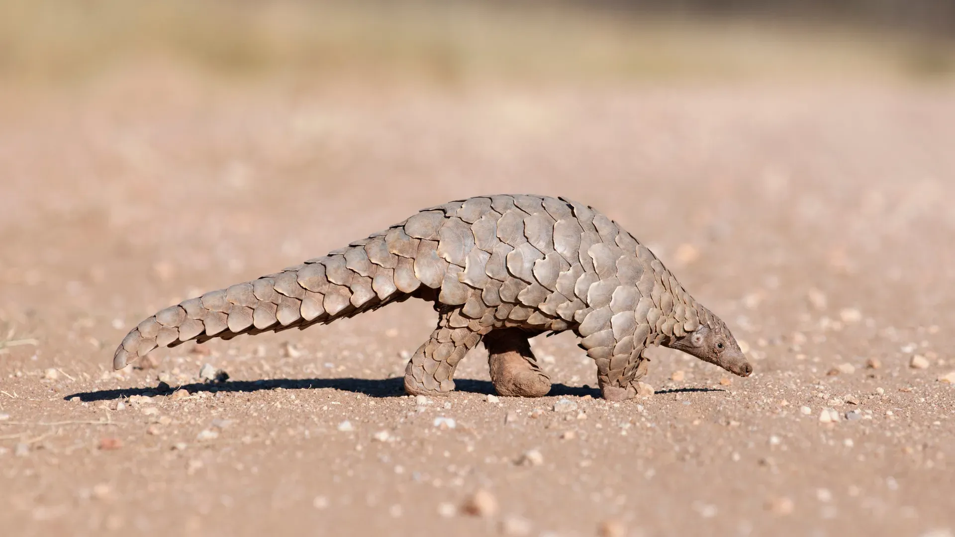 Photograph of a pangolin.