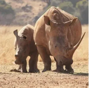 Picture of two rinos walking.