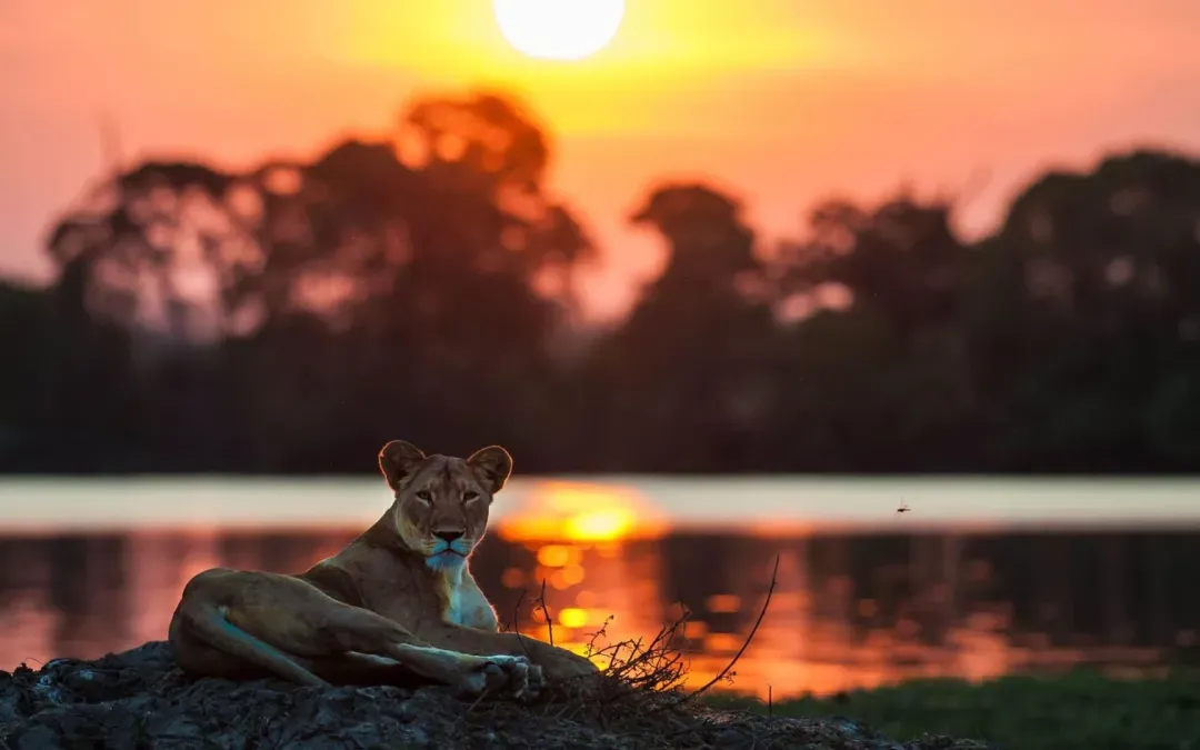 The Role of Technology in Modern Wildlife Conservation