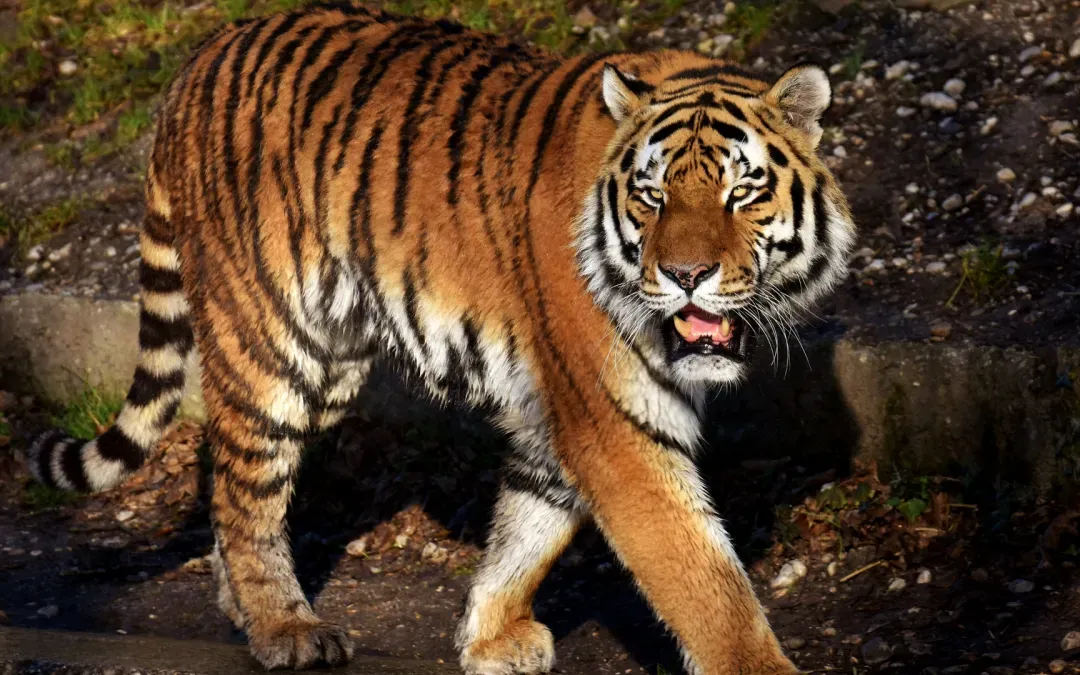 Protecting the Voiceless: Why Wildlife Conservation Matters Now More Than Ever