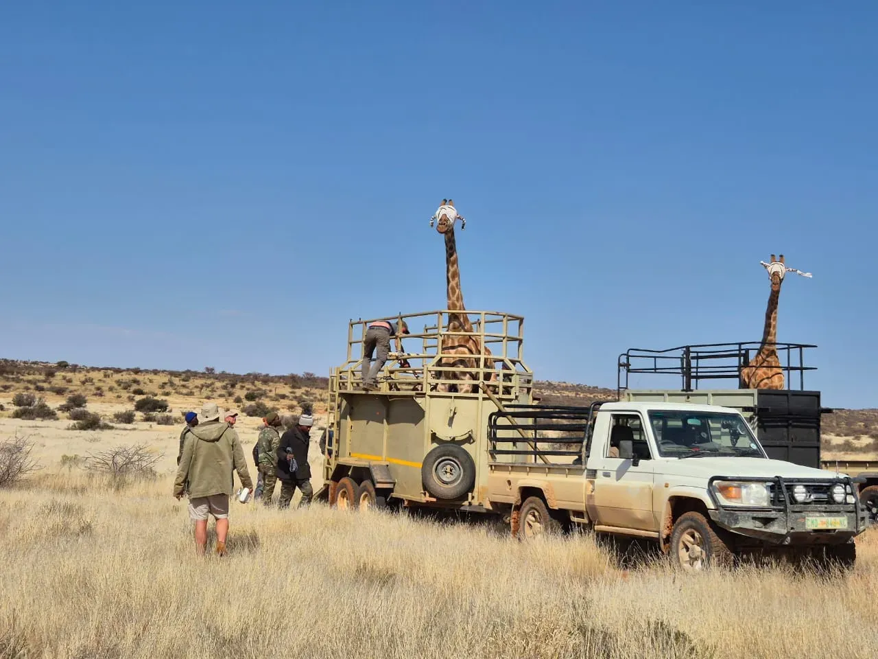 Giraffes arrive blindfolded.